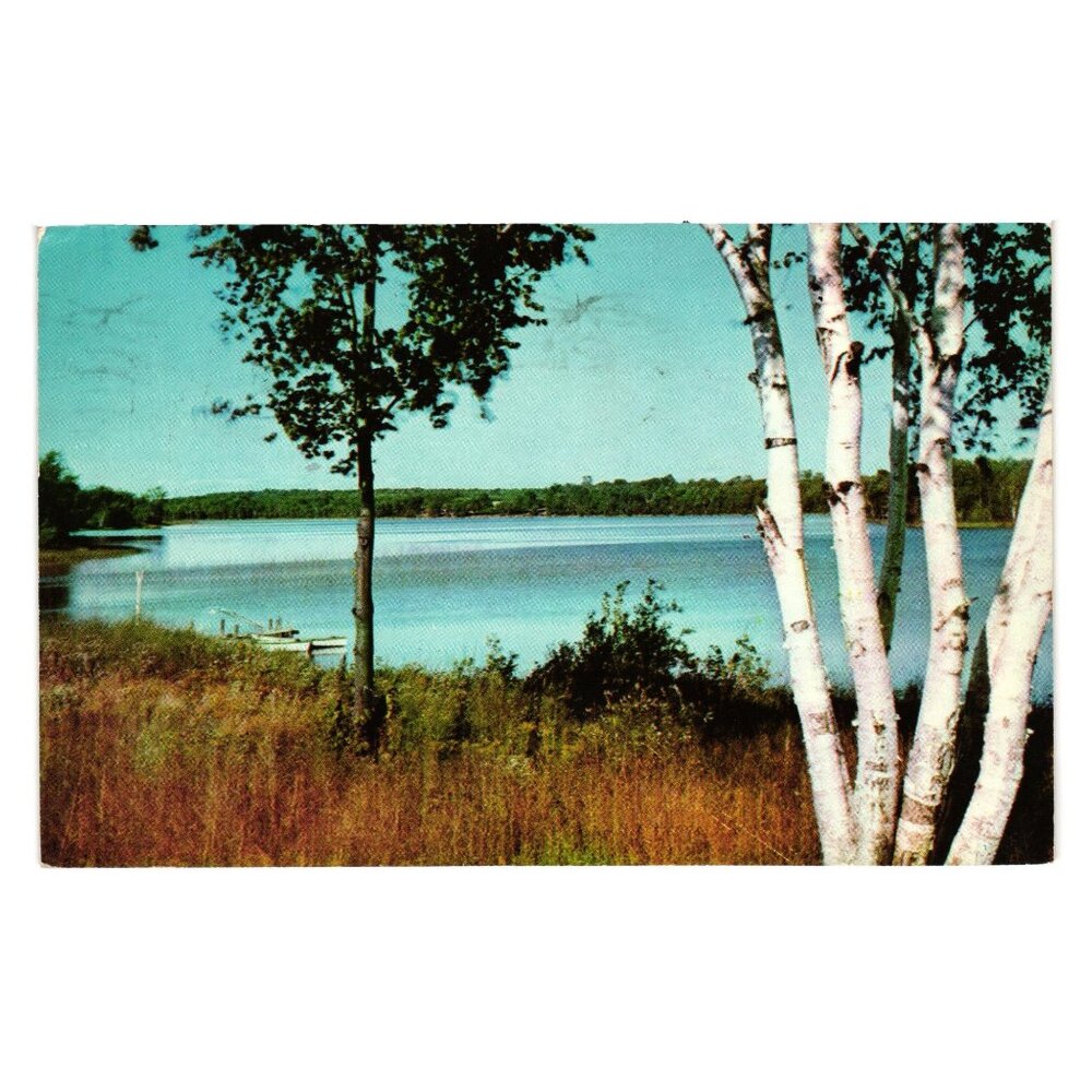 Mid Century Lake View Birch Trees Postcard CK164 Mailed 1960 Sidney Minnesota